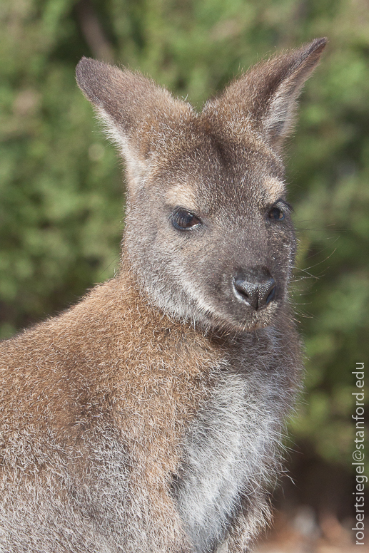 macropodes